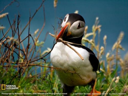 Лучшие фотографии природы от National Geographic 2009