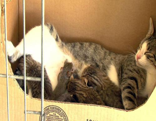 Животные-усыновители