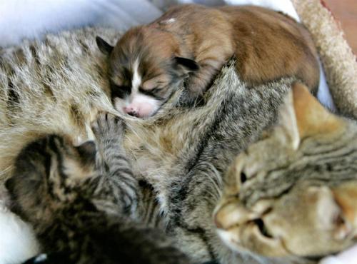 Животные-усыновители