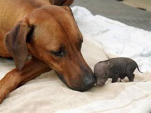 Животные-усыновители