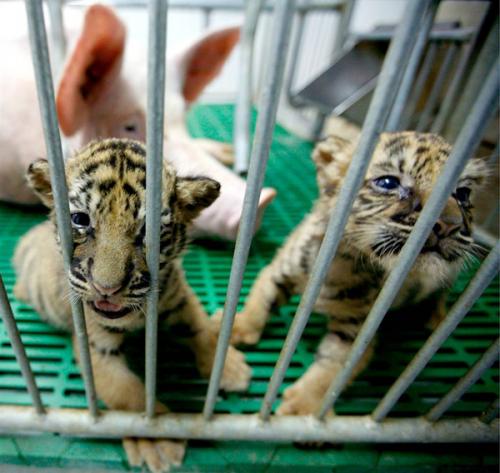 Животные-усыновители