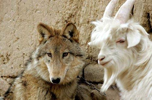 Если друг оказался вдруг… козлом!