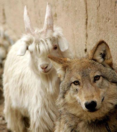 Если друг оказался вдруг… козлом!