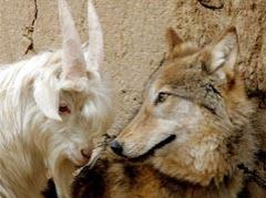 Если друг оказался вдруг… козлом!