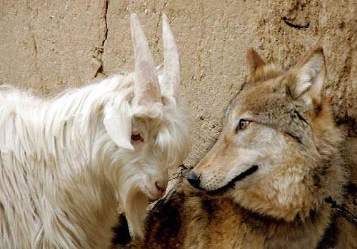 Если друг оказался вдруг… козлом!