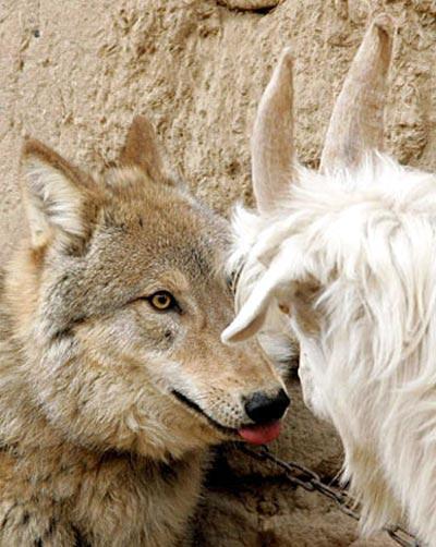 Если друг оказался вдруг… козлом!