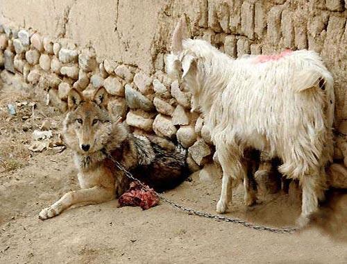 Если друг оказался вдруг… козлом!