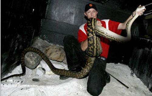 Австралийский питон съел собаку на глазах владельцев