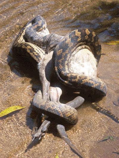 Австралийский питон съел собаку на глазах владельцев