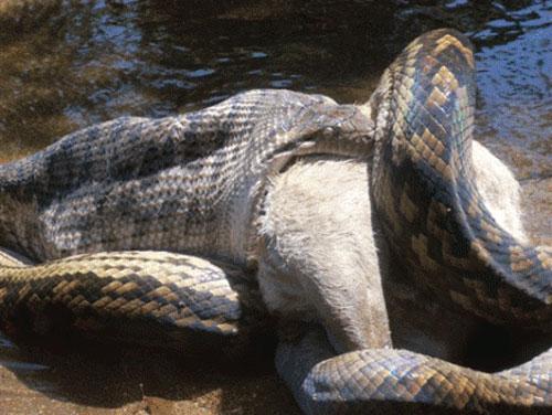 Австралийский питон съел собаку на глазах владельцев