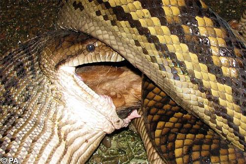 Австралийский питон съел собаку на глазах владельцев