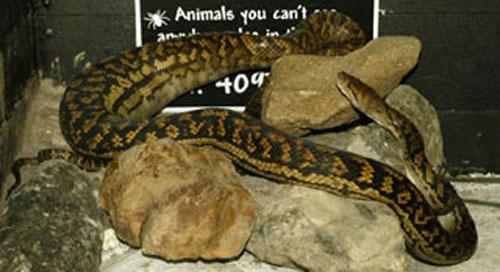 Австралийский питон съел собаку на глазах владельцев