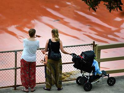 Вода на пляжах Австралии окрасилась кроваво-красным цветом