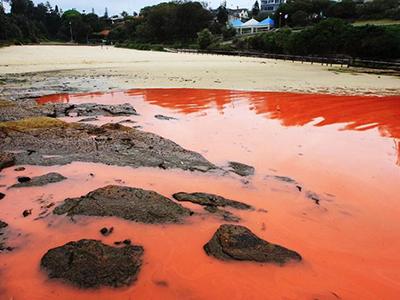 Вода на пляжах Австралии окрасилась кроваво-красным цветом