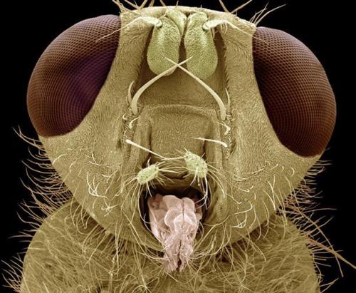 Взгляд «в лицо» насекомых  через микроскоп