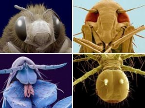 Взгляд «в лицо» насекомых  через микроскоп