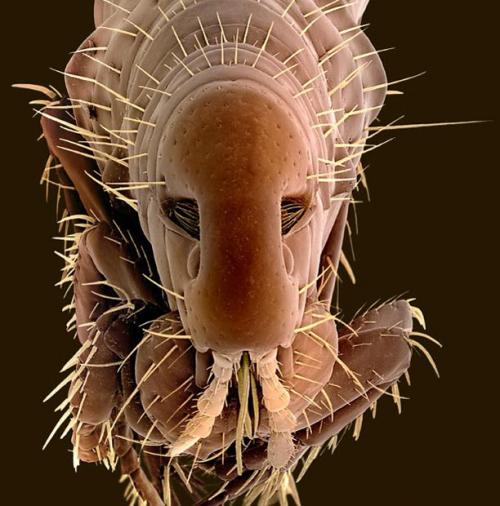 Взгляд «в лицо» насекомых  через микроскоп