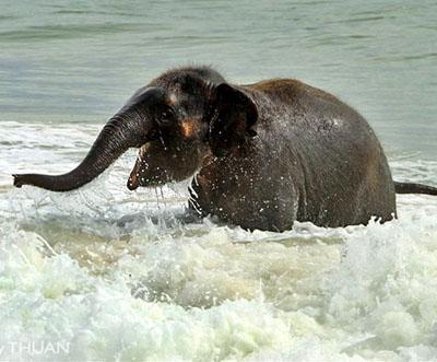 Слоненок на пляже