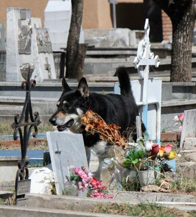 Верный пес убежал из дома к могиле хозяина и живет там уже 6 лет