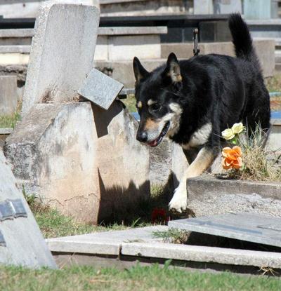 Верный пес убежал из дома к могиле хозяина и живет там уже 6 лет