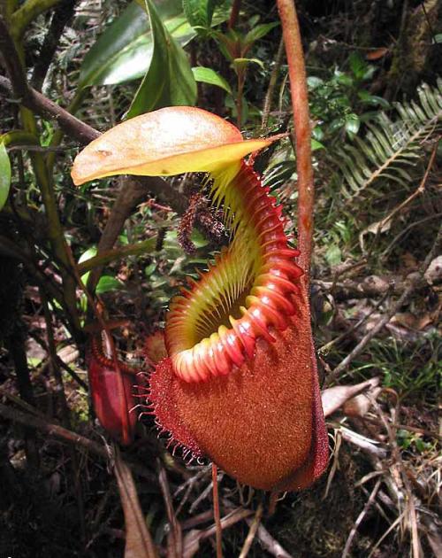 Растения-убийцы