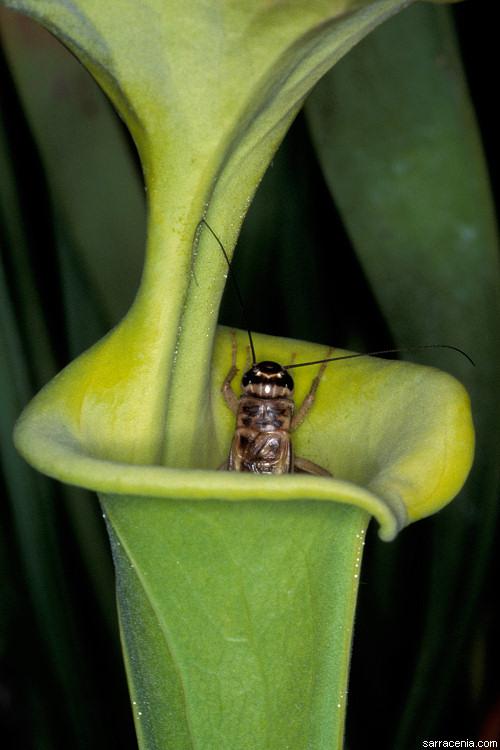 Растения-убийцы