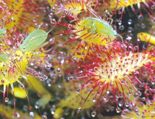 Растения-убийцы