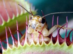 Растения-убийцы