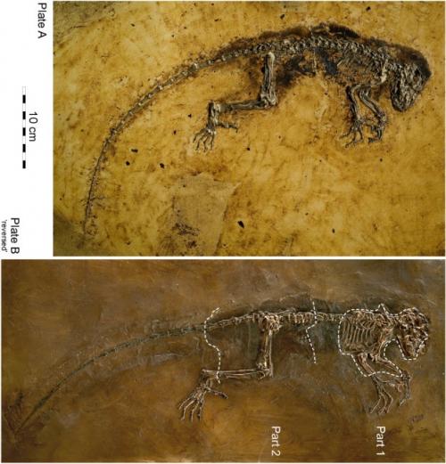 «Недостающее звено" между обезьяной и человеком выглядит лемуром