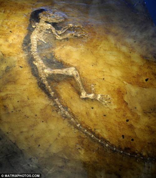 «Недостающее звено" между обезьяной и человеком выглядит лемуром