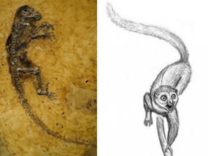 «Недостающее звено" между обезьяной и человеком выглядит лемуром