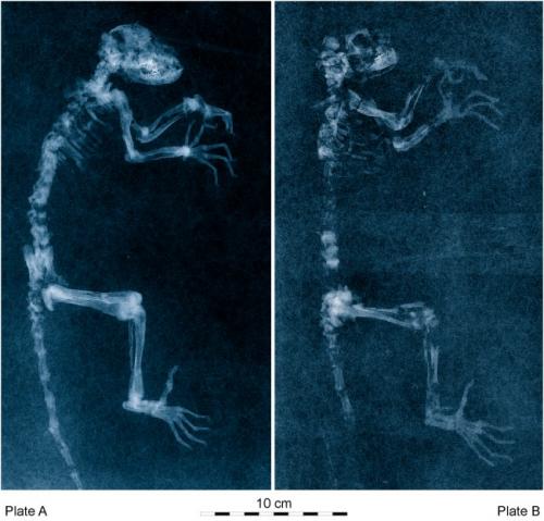 «Недостающее звено" между обезьяной и человеком выглядит лемуром