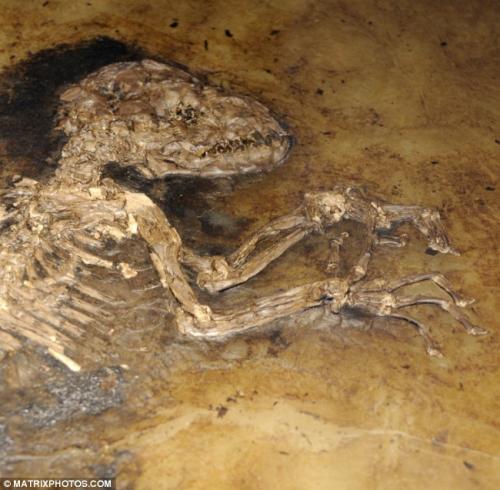 «Недостающее звено" между обезьяной и человеком выглядит лемуром