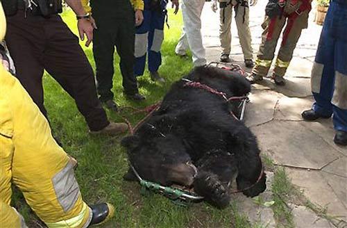 Медведь залез в городской дом