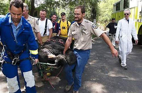 Медведь залез в городской дом