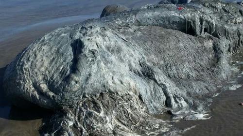 В марте 2016 года на пляже Бонфил-Бич города Акапулько (Мексика) нашли вот такого 4-метрового глобстера. Неизвестное погибшее животное было ни на что не похоже и даже ученые не смогли по внешним признакам определить, к какому виду оно принадлежит. На берег, видимо, это существо попало с сильным течением, затем недолго полежало на солнце и погибло. Есть предположения, что это был гигантский мутировавший кальмар или осьминог.
