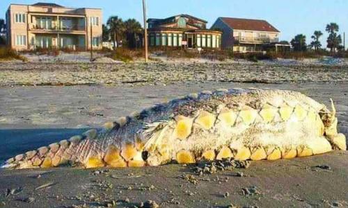 На пляж Фолли-Бич в штате Южная Каролина (США) в 2012 году вынесло необычного морского "монстра" гигантских размеров и с массивными костяными "щитками" вдоль боков - как у динозавра. Народ начал гадать, кто бы это мог быть. Правда оказалась следующей: это был никакой не монстр, а обычный гигантский атлантический осетр, который приобрел необычную окраску, подвялившись на солнцепеке. К тому же гигантский атлантический осетр на самом деле похож на монстра: он ведет свою родословную от особей, обитавших на Земле сотни миллионов лет назад, и может достигать почти 5 метров в длину и весить до 250 кг.