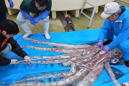 Снять живого гигантского кальмара на камеры японским ученым удалось всего десять лет назад. Для этого использовали специальную камеру высокой чувствительности и инфракрасный свет, невидимый для глаза человека. В 2006 году исследователи впервые поймали живого представителя огромных моллюсков.