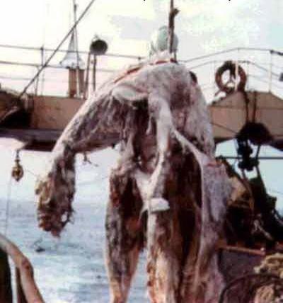 В апреле 1977 года весь мир обошло сенсационное сообщение о находке японских рыбаков с траулера "Цуйо Мару". При промысле скумбрии вблизи Новой Зеландии сеть принесла полуразложившийся труп неизвестного животного. Состояние находки было плачевным. Тринадцатиметровая туша, массой около двух тонн, распространяла зловоние. Рыбаки различили бесформенное туловище с четырьмя конечностями (не то плавниками, не то ластами), Длинный хвост и маленькую головку на тонкой шее. Добычу измерили, сфотографировали, а затем ее пришлось выбросить за борт.