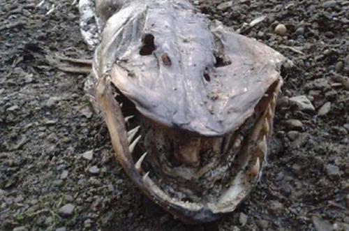 В прекрасный воскресный день, довольно страшное чудовище было выброшено на берег тихого озера Холлингворт в английском Рочдейле. Говорят, оно было чуть более пяти футов в длину, с огромной пастью, полной невероятно острых зубов.

Пара, которая наткнулась на существо, сначала думала, что это крокодил. Позже решили, что это не более чем странная щука, которая выросла чуть более чем обычно.