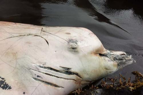 Когда в июне 2014 года на побережье Аляски молодой учитель биологии наткнулся на выброшенного из воды мертвого дельфина, то сначала он решил, что это молодой зубатый кит - северный плавун (клюворыл Бэрда, северный берардиус, дальневосточный бутылконос - это всё о нем). Однако при более внимательном изучении выяснилось, что найденный дельфин отличается от северных плавунов формой спинного плавника и цветом тела, а по возрасту зубов было определено, что особь - при длине в 7 метров - никак не может быть северным плавуном, т.к. у взрослых плавунов размеры больше. Дальнейшие исследования ученых показали, что это совершенно новый вид дельфина и крайне удачная и редкая находка - темный дельфин-ворон, о существовании которого говорится в японских рыбацких легендах.
