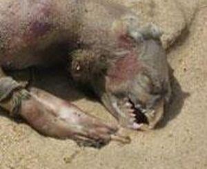 А вот 28 июля 2008 года В США на берег Лонг Айленда морем вынесло другое неизвестное науки животное.