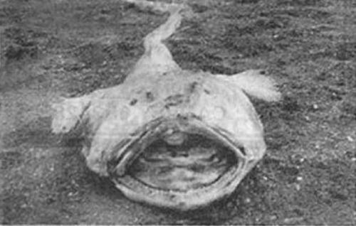 Монстр Канвей-Айленда - так назвали необычное существо, труп которого прибило к берегу острова Канвей, в Англии, в ноябре 1953 года. Второй похожий труп обнаружили там же в августе 1954 года. Сохранилась только одна фотография, да и та плохого качества.
На вид он был похож на жабу, у которой есть ножки, но нет ручек. А если серьезно, то монстр был описан как "неизвестное существо, 76 сантиметров в длину, имеющее толстую красновато-коричневую кожу, с большими выпученными глазами, мягкой головой и жабрами". У существа имелись задние конечности с пятью пальцами и подковообразными ступнями, имевшими вогнутые своды, которые, как предполагалось, были пригодны для прямохождения, но не было никаких передних конечностей.
Некоторые учёные полагают, что останки могли принадлежать какому-то неизвестному виду глубоководной рыбы, а плавники были ошибочно приняты за ноги.
