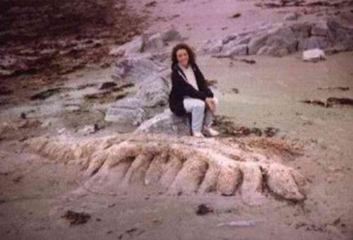 Гибридный блоб был выброшен на побережье Шотландии в 1990 году, и даже передовые биологические методы классификации не помогли — это существо до сих пор остается неопознанным и неизвестным. Луиза Уиттс, которая обнаружила эту штуку, описала ее так: "Это было нечто, и вроде бы голова была на одном его конце, а хвост - на другом; изогнутая спинка была покрыта чем-то вроде плавников вдоль спины. "
Еще одно таинственное существо, которое мы никогда не сможем определить.