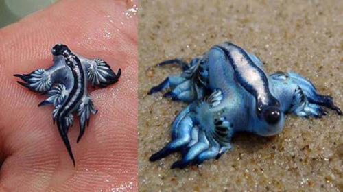 Этот потрясающий морской слизняк - Glaucus Atlanticus - был найден на побережье Австралии в ноябре 2015 года. Обычно моллюски этого вида не обитают у самого берега, но этот, наверное, погнался за своей любимой добычей. Питаются голубые драконы несколькими видами медуз, причем способны не реагировать на их ядовитые стрекательные клетки, а, наоборот, их переваривать. Оставшиеся же от клеток жертв стрекательные капсулы служат защитным механизмов для самого моллюска. Голубые драконы ядовиты и больно жалят, так что в руки их лучше не брать.