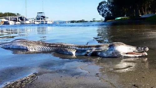 Этот монстр из Лейк-Маккуори был найден в марте 2016 года на берегу тихого мирного озера Маккуори в Новом Южном Уэльсе (Австралия). Фотография попала в соцсети и интернет начал бурно обсуждать, что же это за помесь крокодила с дельфином. Однако никаких загадок тут нет - на самом деле это обычный щукорылый угорь, вот только непонятно, как он забрался в озеро в Австралии, ведь его обычные места обитания - тропики и субтропики Тихого и Индийского океанов. У берегов Австралии их встретить можно, но на большой глубине. Щукорылый угорь может достигать в длину 2,5 метров.
