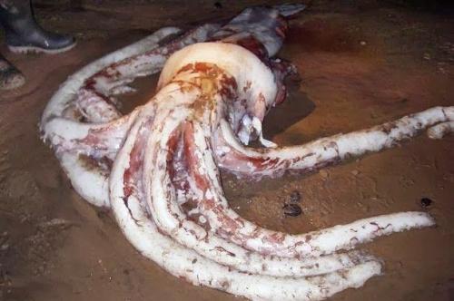 В июле 2002 года на пляже острова Тасмания был найден гигантский мертвый кальмар весом 250 килограммов. Исследовав его ткани, ученые пришли к выводу, что он жил в заливе глубиной 200 метров. Ранее считалось, что гигантские кальмары — глубоководные животные, поэтому происшедшее вызвало дискуссию о реальности легенд про топящих суда огромных моллюсков.