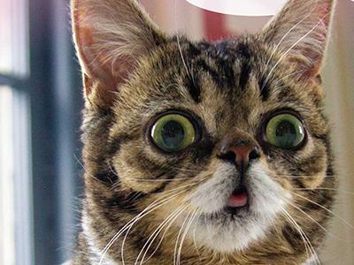 Топ-10 самых известных котов интернета