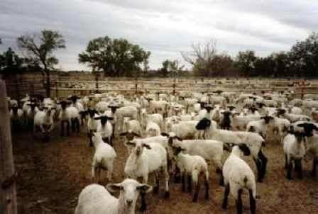 Самые странные фестивали мира