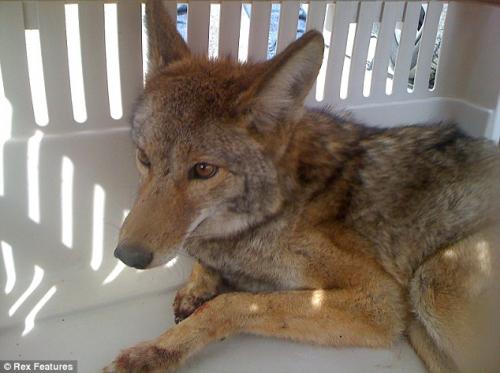 Самое живучее существо в мире путешествовало в моторном отсеке автомобиля